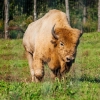 Content bison background