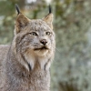 Lynx du canada