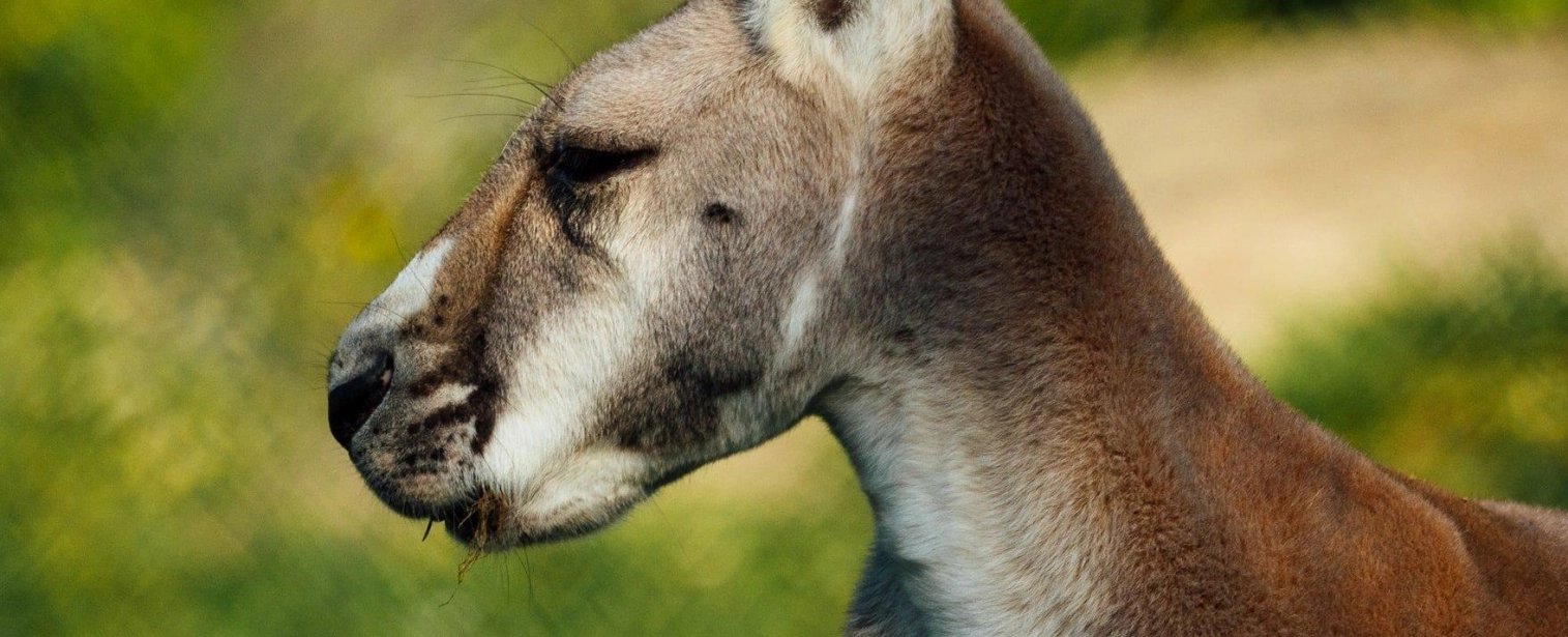 Hero kangourou background