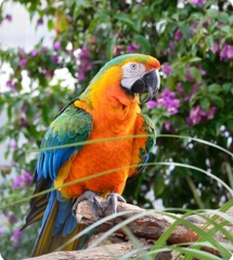 Perroquet ara
