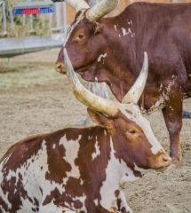 Miller zoo 25 juin 38