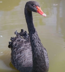 Miller zoo 25 juin 18