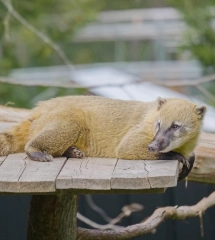 Miller zoo 25 juin 26