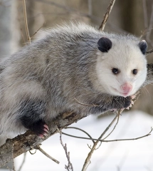 Opossum 1