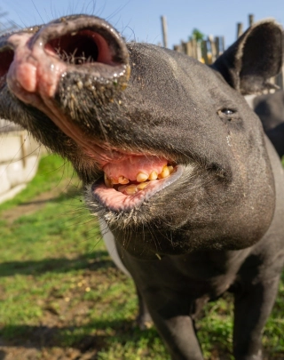 Tapir
