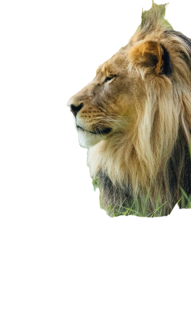 Hero mobile premier plan