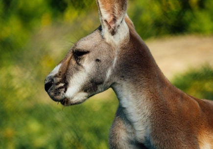 Hero kangourou background