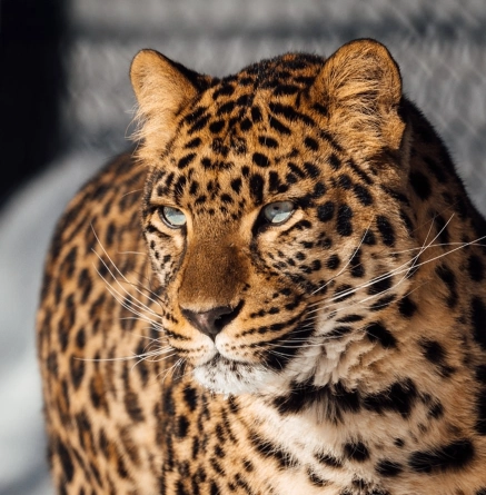 Experience leopard background