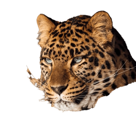 Experience leopard hover