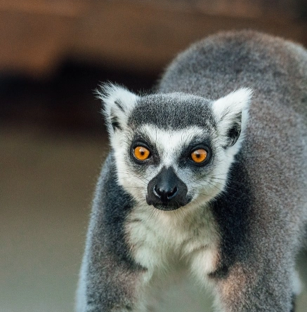 Experience lemurien background