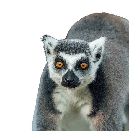 Experience lemurien hover