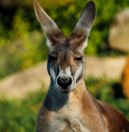 Content kangourou background