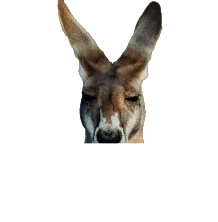 Content kangourou hover