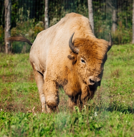 Content bison background