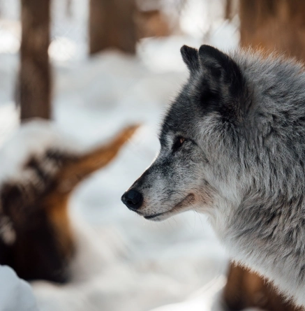 Hero loup background