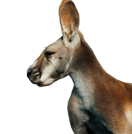 Hero kangourou hover