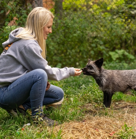 Visite vip background