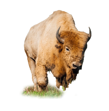Bison hover