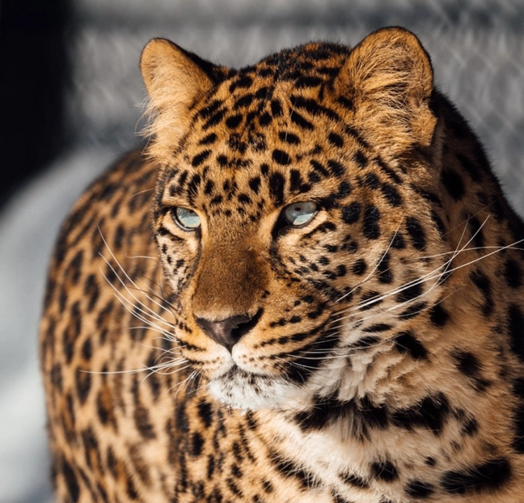 Experience leopard background