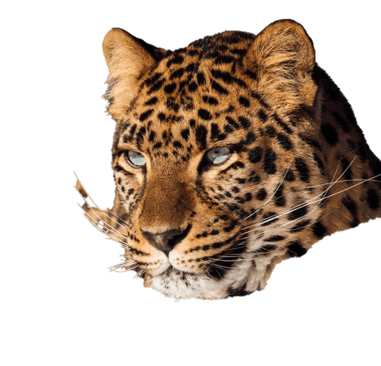 Experience leopard hover