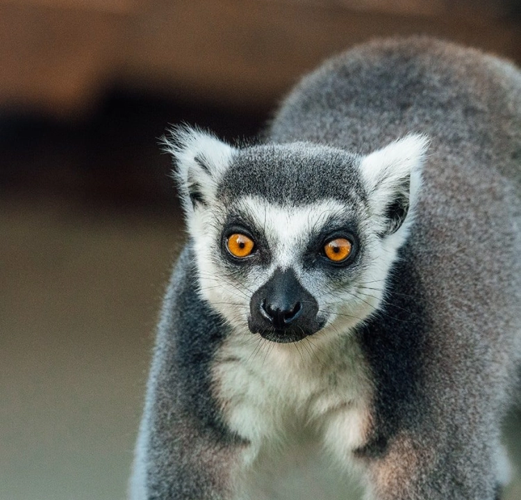 Experience lemurien background