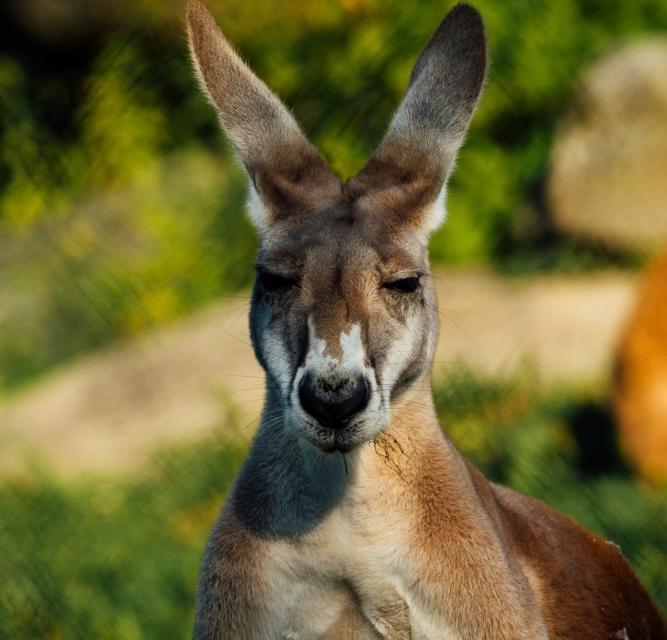 Content kangourou background