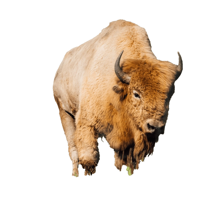Content bison hover