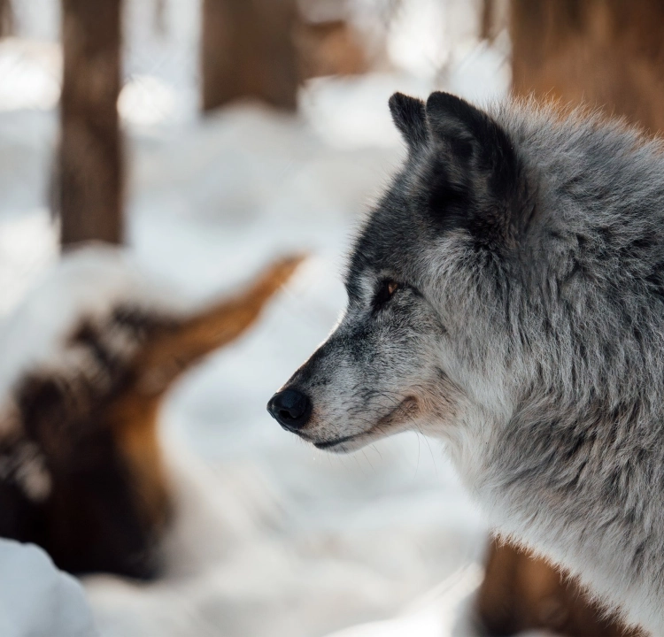 Hero loup background