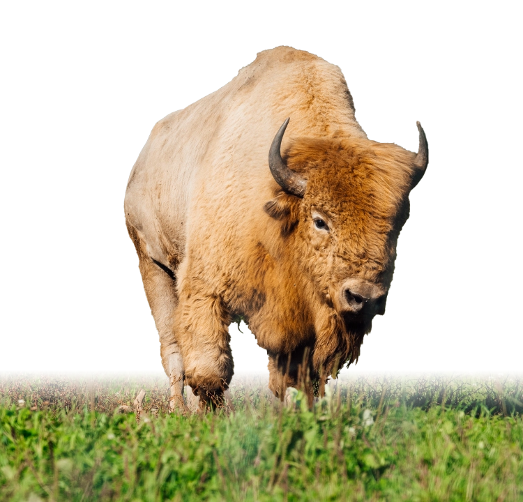 Bison hover
